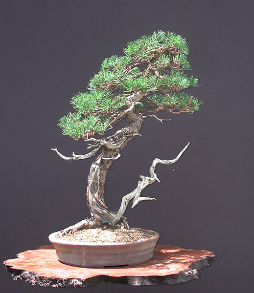 Pinus mugo66cm150lat.jpg