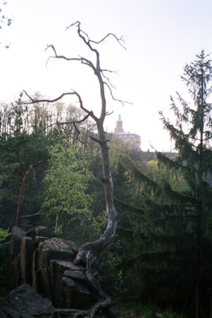KsiÂąÂż-Natura_zamek_drzewo_ALLE.JPG