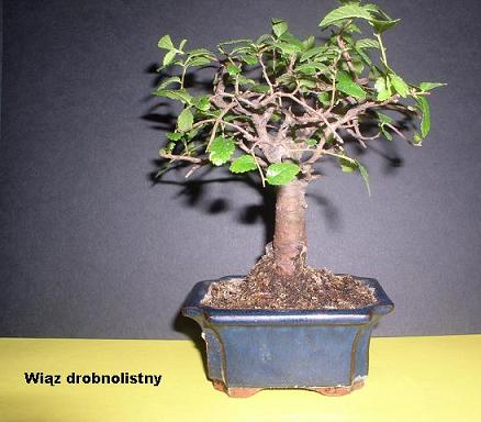 To moje kupione drzewko