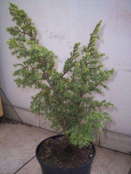 Juniperus Communis &quot;Bruns&quot;. Tego JaÂłowca chciaÂł bym poprowadziĂŚ w stylu smagany wiatrem z dwoma pniami.