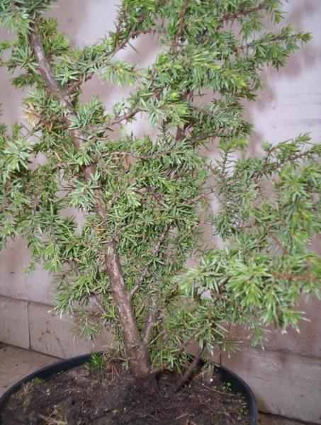 Juniperus Communis &quot;Bruns&quot;