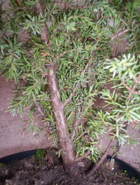 Juniperus Communis &quot;Bruns&quot;