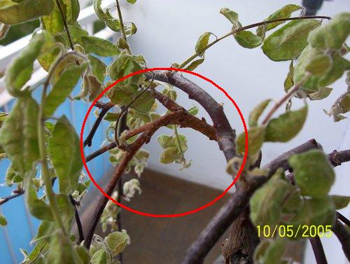 &quot;Wysypka&quot; na wierzbie