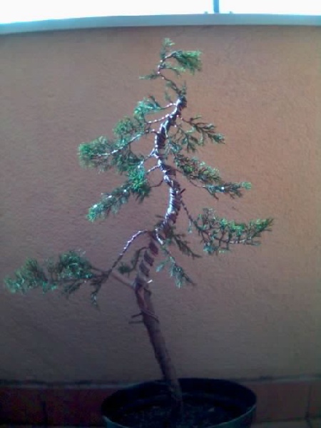 Wys. 70cm, Âśr. nebari 3cm, Âśr, pnia nad jinem 1,5cm.