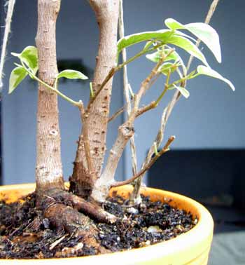 Tak wyglÂąda nasada. To nienajlepsze nebari naleÂży do drzewka, ktĂłre chcĂŞ oddzieliĂŚ.