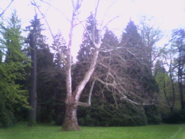 Wydaje mi siĂŞ, Âże drzewo takiego symetrycznego wygiĂŞcia doznaÂło w naturalny sposĂłb.