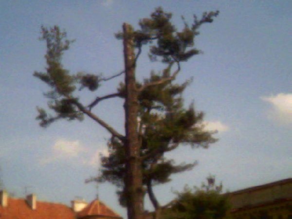 To drzewo zostaÂło ÂściĂŞte w mniej wiĂŞcej jednej trzeciej pnia. Jednak moim zdaniem warte jest pokazania, ze wzglĂŞdu na uÂłoÂżenie galĂŞzi wokĂłÂł pnia.