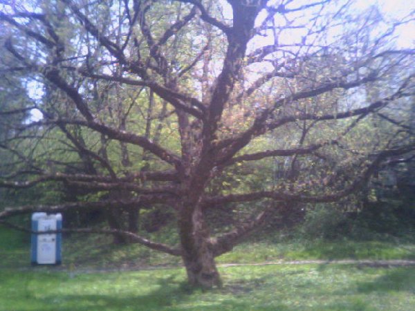 Oto co przyroda potrafi zrobiĂŚ, gdy drzewko nie ma konkurencji i dostĂŞpnoÂśĂŚ ÂświatÂła jest caÂłkowita.