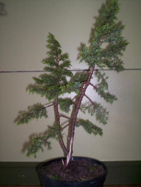 PrzĂłd
<br /> 
<br />Juniperus Communis &quot;Bruns&quot;. TroszkĂŞ przerobiÂłem mojego jaÂłowca. Ma byĂŚ drzewkiem o dwĂłch pniach w stylu CHOKKAN. Nie wiem czy jest dopuszczalny taki styl ale nie miaÂłem innego pomysÂłu. ZrobiÂłem trzy maÂłe jiny i shari na grubszym pieĂąku.