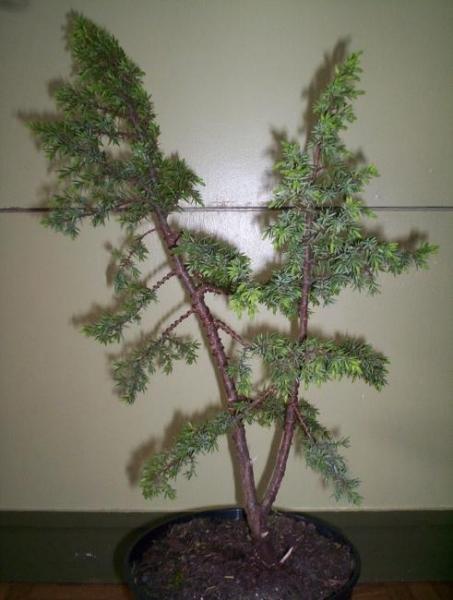 TyÂł
<br />
<br />Juniperus Communis &quot;Bruns&quot;.