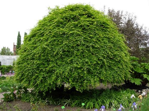 DuÂży formowany klon palmowy