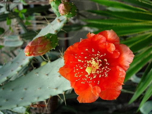Piekny kwiat kaktusa :P