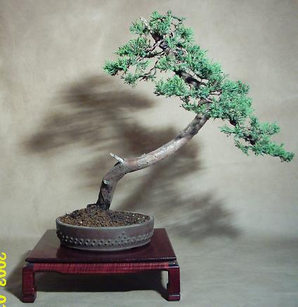 jaÂłowiec nr 2.JPG