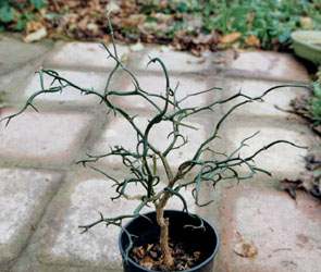 MateriaÂł na bonsai