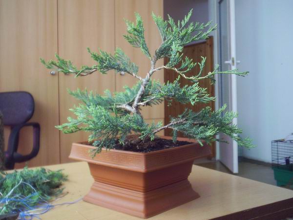 juniperus_horizontalis_4.jpg