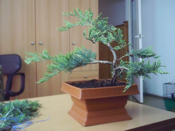 juniperus_horizontalis_3.jpg