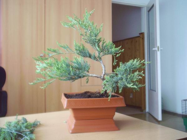 juniperus_horizontalis_2.jpg