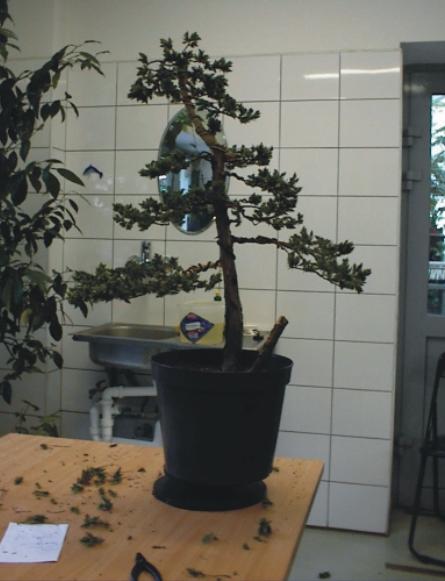 I jeszcze samo drzewko...