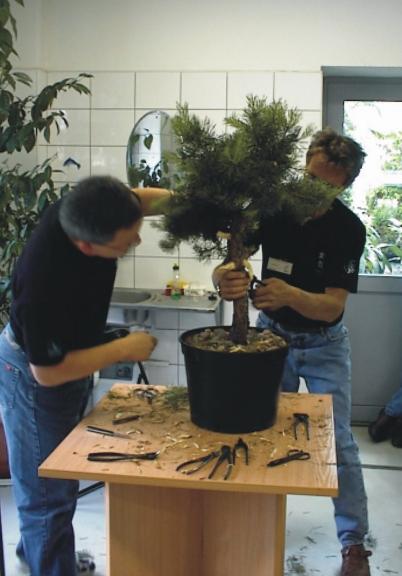 Jak widaĂŚ sosna byÂła mocno ciĂŞta. Jiny sÂą juÂż prawie gotowe, teraz pora na przeÂświetlenie korony i drutowanie.