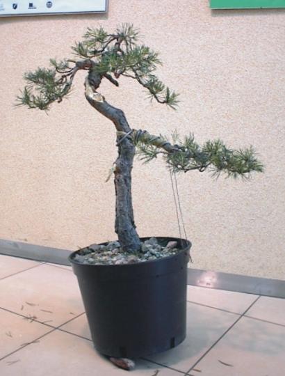 Gotowe bonsai