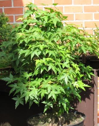 ZagĂŞszcza siĂŞ :-D