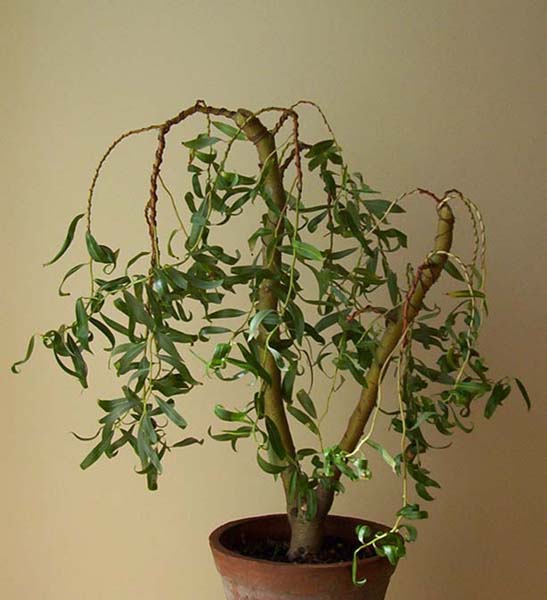 wierzba czerwiec.jpg