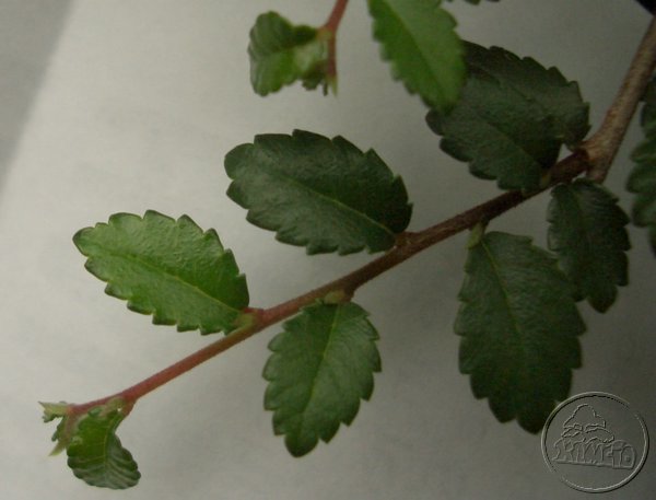 Ulmus parvifloria - Wiaz chinski