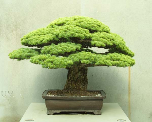 Pinus parvi78611.jpg