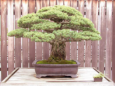 Pinus parviflora big.jpg