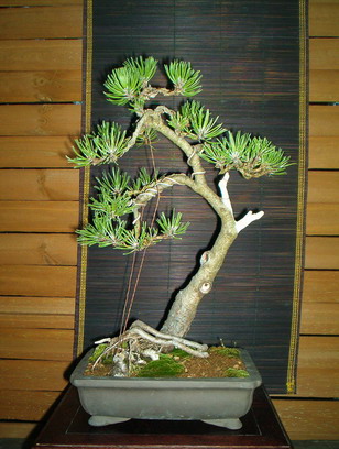 foto z sierpnia 2005