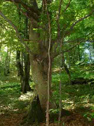 buki w  Bieszczadach.jpg