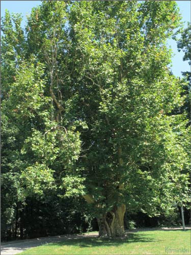 TarnĂłw, w trakcie powrotu z BieszczadĂłw