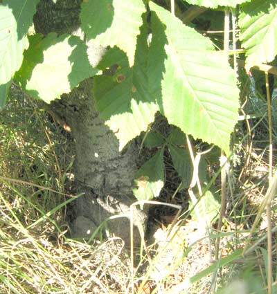 PieĂą pierwszego (niestety ciĂŞÂżko byÂło zrobiĂŚ lepsze zdjĂŞcie)