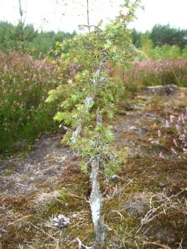 Tak wyglÂądaÂł w naturze.