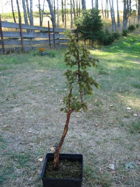Po wykopaniu i umieszczeniu w doniczce.