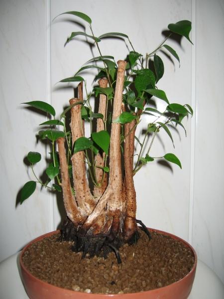 Fikus ze zdjĂŞcia nr 5 nareszcie odÂżyÂł.