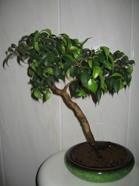 Fikus ze zdjĂŞcia nr 2 i 3