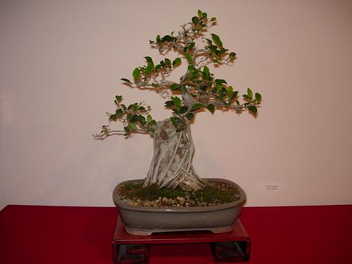 Ficus.JPG