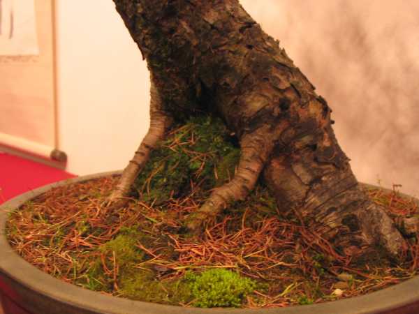 piĂŞkne nebari potĂŞÂżnego modrzewia