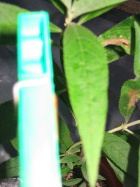 to zielone rozmazane to jest klamerka :)