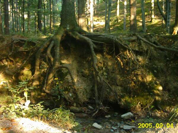 GĂłry Sowie-Buk2.jpg