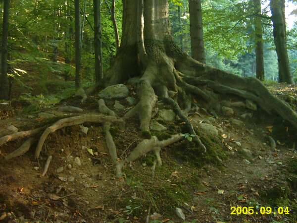 GĂłry Sowie-buk.jpg