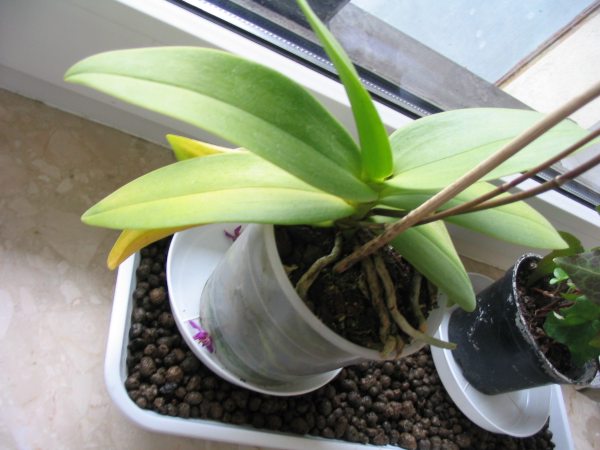 liÂście roÂśliny ze zdjĂŞcia 106_700.jpg