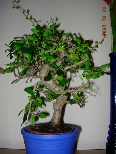 bonsai 2 mniejsze copy.jpg