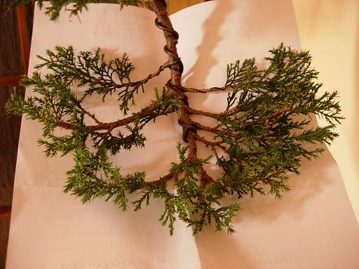 JaÂłowiec chmurka.JPG