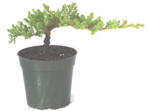 juniper procumbens nana.jpg