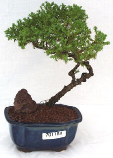 juniper procumbens nana bonsai.jpg