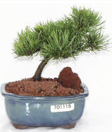 pinus mugo bonsai.jpg