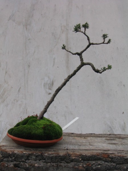 materiaÂł wyjÂściowy (najwczeÂśniejsze zdjĂŞcie, ale juÂż po przesadzeniu do innej doniczki i ÂściÂągniĂŞciu drutĂłw)