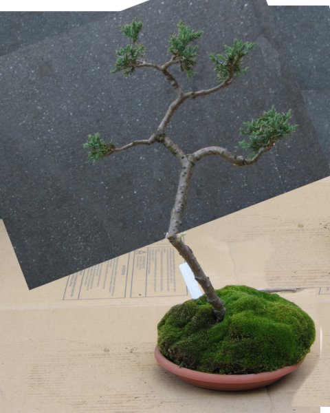 MoÂże go tak wykĂŞciĂŚ by trochĂŞ go skrĂłciĂŚ i zbliÂżyĂŚ do proporcji Âśrednica/wysokoÂśĂŚ